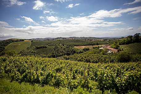 Langa of Moscato Landscape